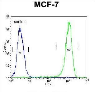 BCL10 / BCL-10 Antibody (aa24-51)