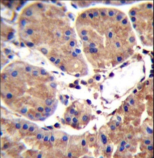 SAAL1 Antibody (aa357-385)