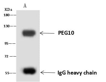 EDR / PEG10 Antibody