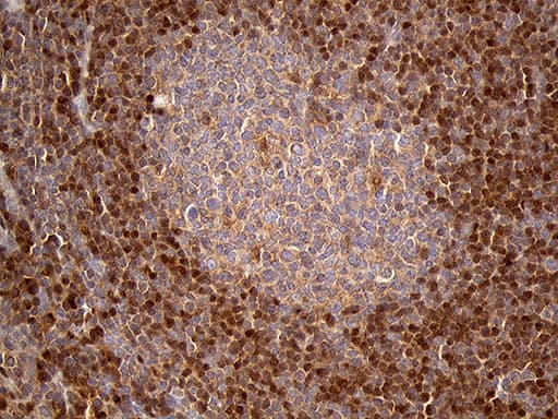 CHIA / Amcase Antibody (clone OTI3H4)