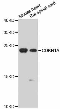 CDKN1A / WAF1 / p21 Antibody