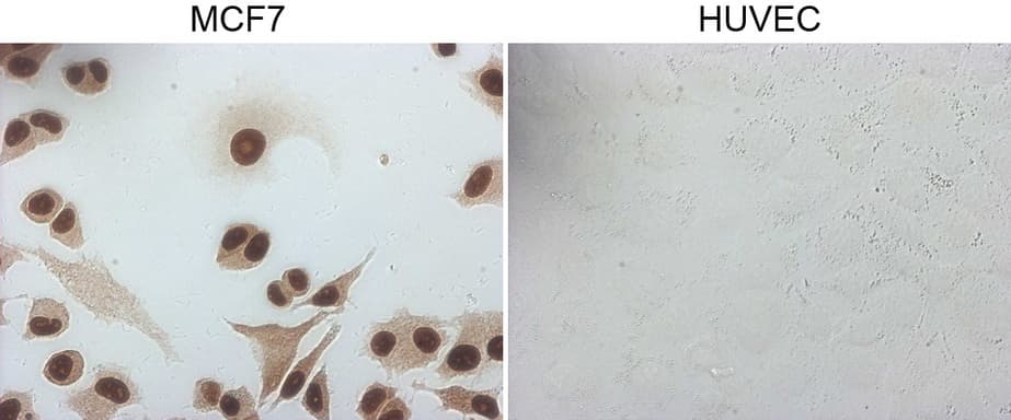 Monoclonal Mouse anti-Human GATA3 Antibody (clone OTI1A5, aa155-443, IF, WB)