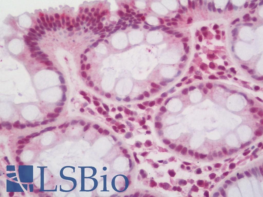 IHC-plus™ NRF1 / NRF-1 Antibody