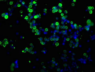 Myc Tag Antibody (clone 5F9F9)