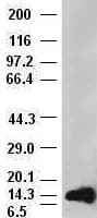 FGF1 / Acidic FGF Antibody (clone OTI4D2)