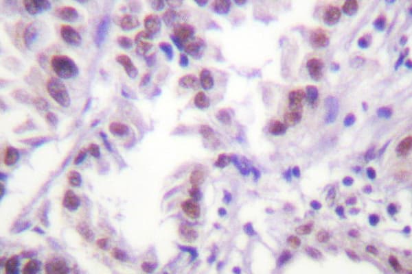Polyclonal Rabbit anti-Human Histone H3 Antibody (Arg2, IHC, WB)