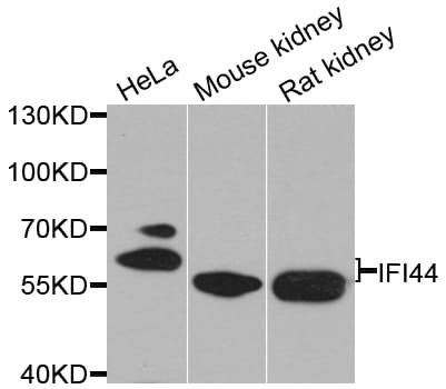IFI44 Antibody