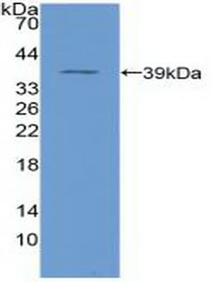 NFKB1 / NF-Kappa-B Antibody (aa42-367)