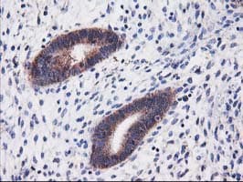 HARS2 Antibody (clone OTI6F9, Carrier-free)