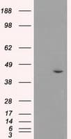 MAPK8 / JNK1 Antibody (clone OTI2C6)