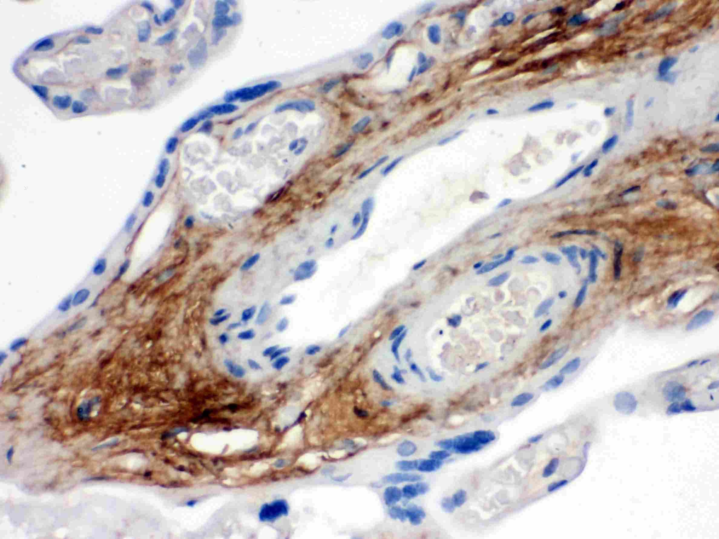 TNXB / Tenascin XB Antibody (aa3309-3337)