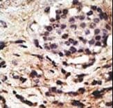 BECN1 / Beclin-1 Antibody (aa210-239)