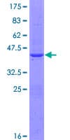 Human BOLA1 Protein (Recombinant GST)