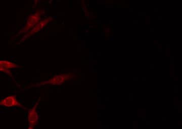 MT-ND1 Antibody