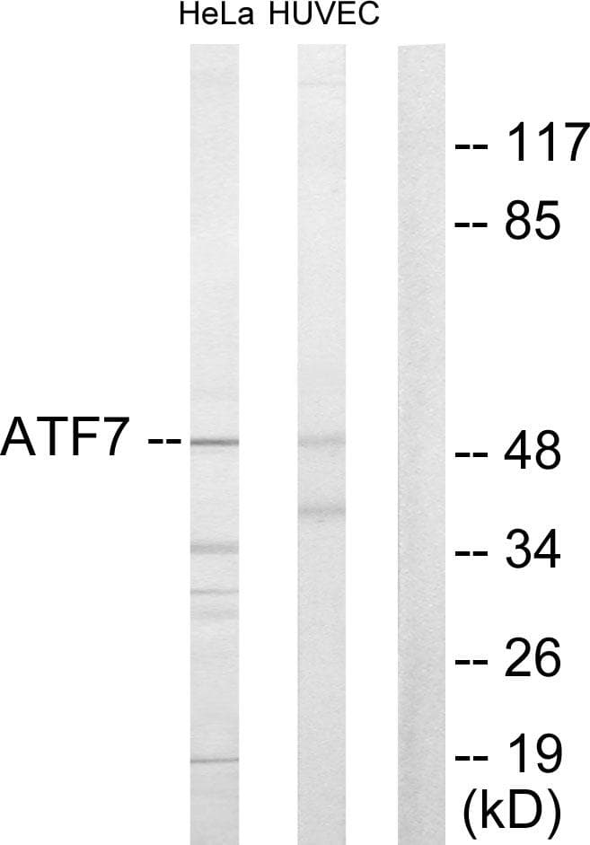 ATF7 Antibody