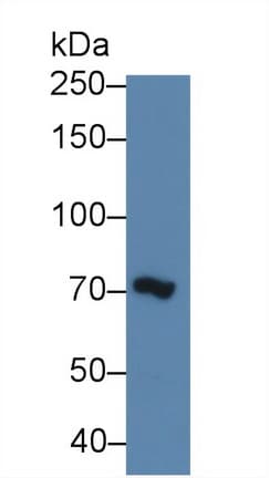 MIB2 Antibody (aa407-663, FITC)