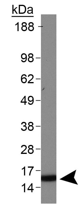 HIST3H3 Antibody (Me2-Lys4)