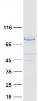 Human TCAB1 / WDR79 Protein (Recombinant Myc-DDK (Flag))