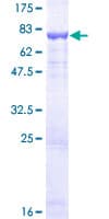 Human DFNA5 Protein (Recombinant GST)