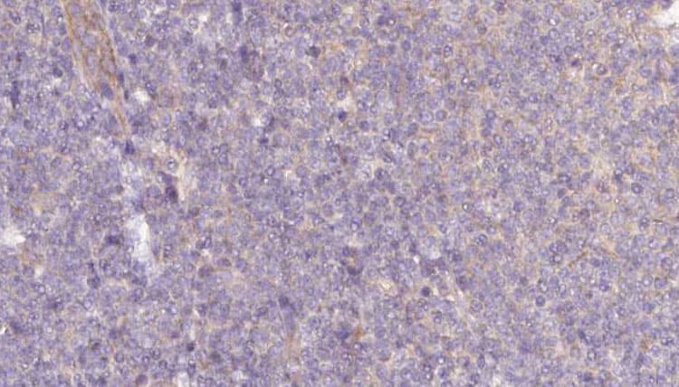 NAPRT Antibody