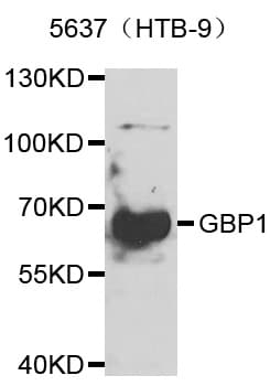 GBP1 Antibody