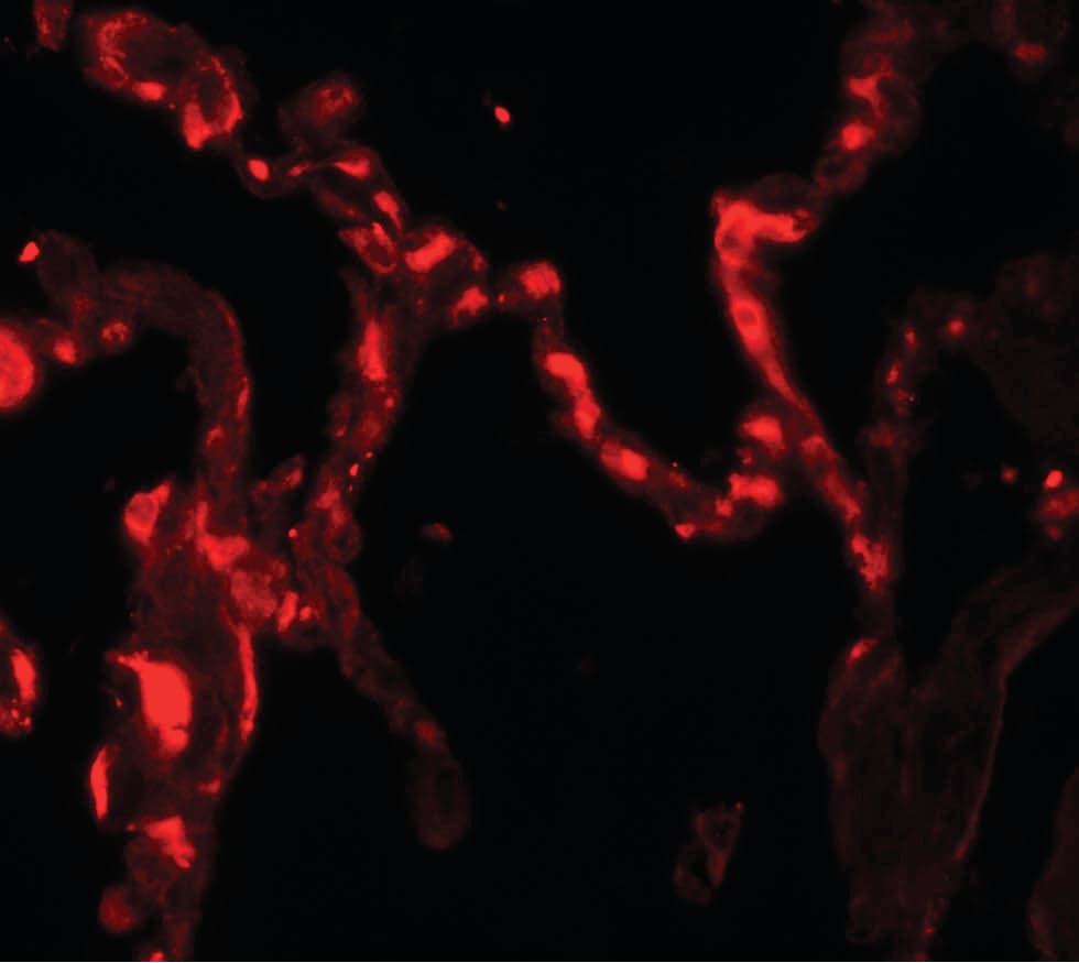 IHC-plus™ IL37 Antibody