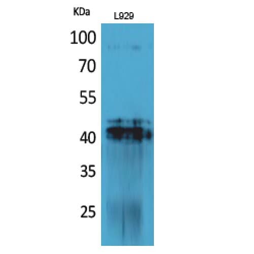 PDGF-D Antibody (311-360 aa, C-terminal)