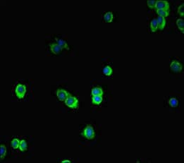 SMAD2 Antibody