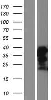 FAM122B Protein (Over-Expression Lysate Myc-DDK (Flag))