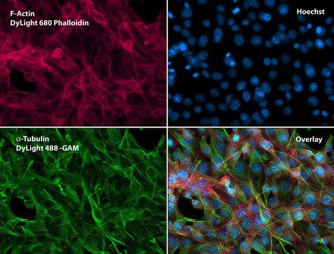 Alpha Tubulin Antibody (Amino Acid: 65-97, clone TU-01)