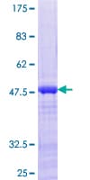 Human JUNDM2 / JDP2 Protein (Recombinant GST)
