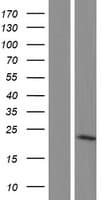 RWDD1 Protein (Over-Expression Lysate Myc-DDK (Flag))