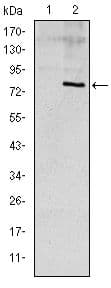 APOE / Apolipoprotein E Antibody (clone 1H4)