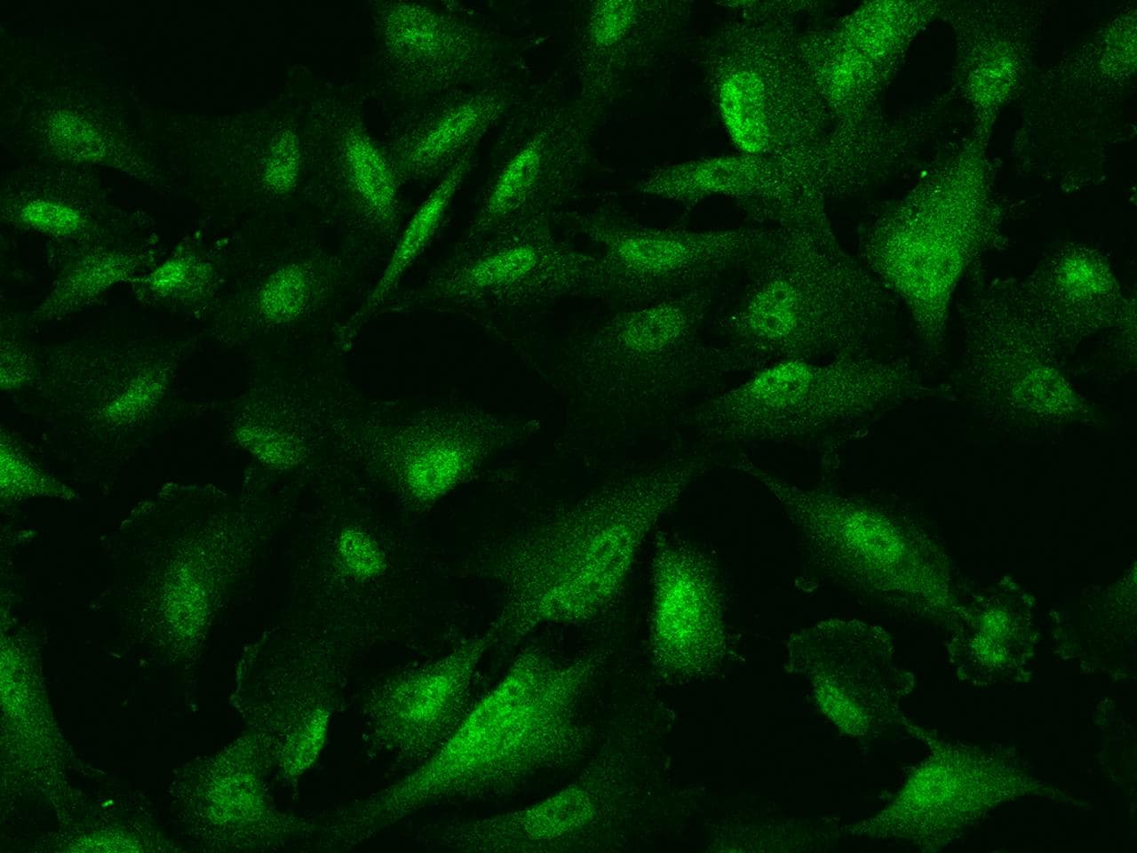 PRC1 Antibody (Preservative Free)
