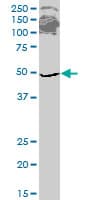 ETF1 / ERF1 Antibody (clone 2H4)