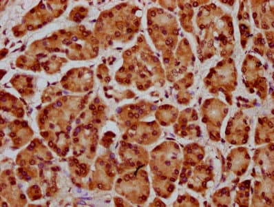 HIST1H4I Antibody
