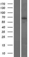 DBF4B / DRF1 Protein (Over-Expression Lysate Myc-DDK (Flag))