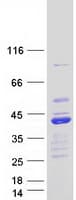 Human BCL2L14 / BCL-G Protein (Recombinant Myc-DDK (Flag))