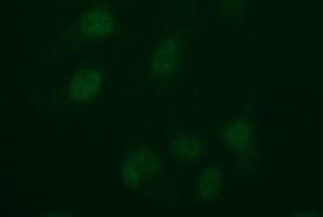 IDO2 / INDOL1 Antibody (clone OTI2B9, Carrier-free)