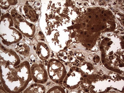H2AFY2 Antibody (aa2-261, clone OTI1C2)