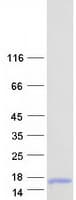 Human C4orf48 Protein (Recombinant Myc-DDK (Flag))