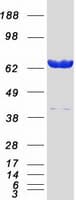 Human LMNA / Lamin A+C Protein (Recombinant Myc-DDK (Flag))
