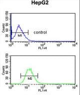 Polyclonal Rabbit anti-Human FBLN4 / EFEMP2 Antibody (aa386-414, WB)