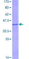 Human KRTAP1-5 Protein (Recombinant GST)