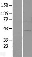 Human ZFP30 Protein (Over-Expression Lysate Myc-DDK (Flag))