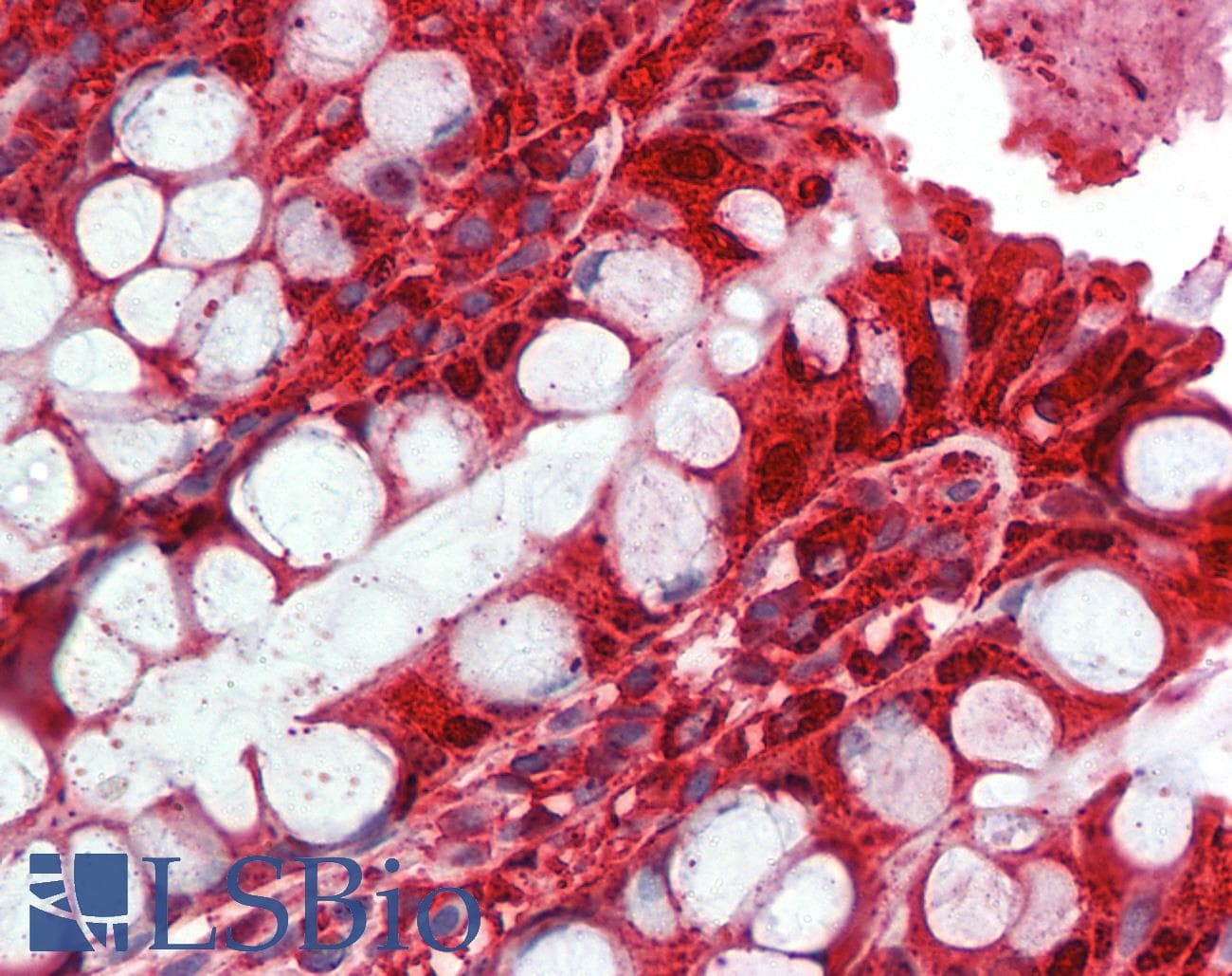 Selenium Binding Protein 1 Antibody (clone 3D4, Carrier-free)