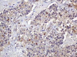 PARVB Antibody (clone OTI1B7)
