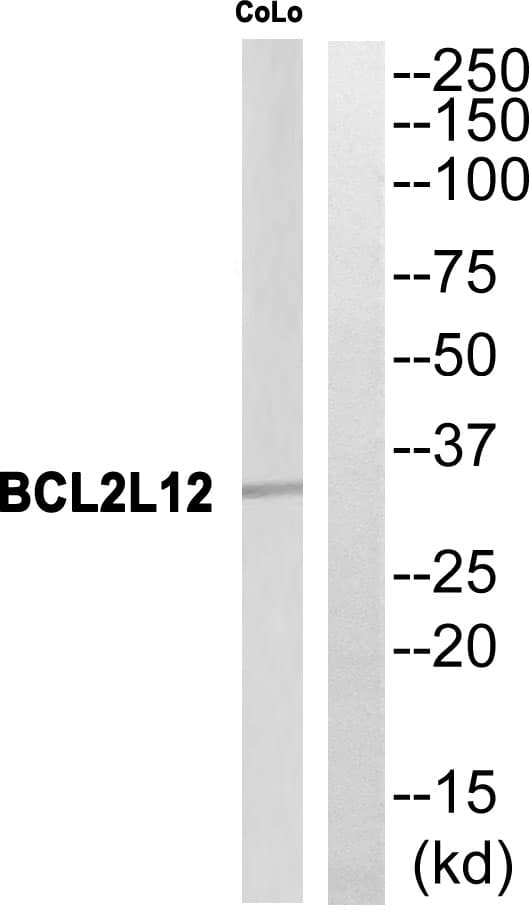 Polyclonal Rabbit anti-Human BCL2L12 Antibody (WB)