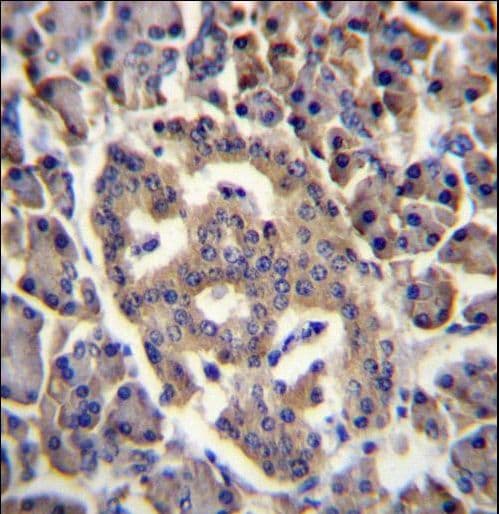 SPNS3 Antibody (aa470-498)