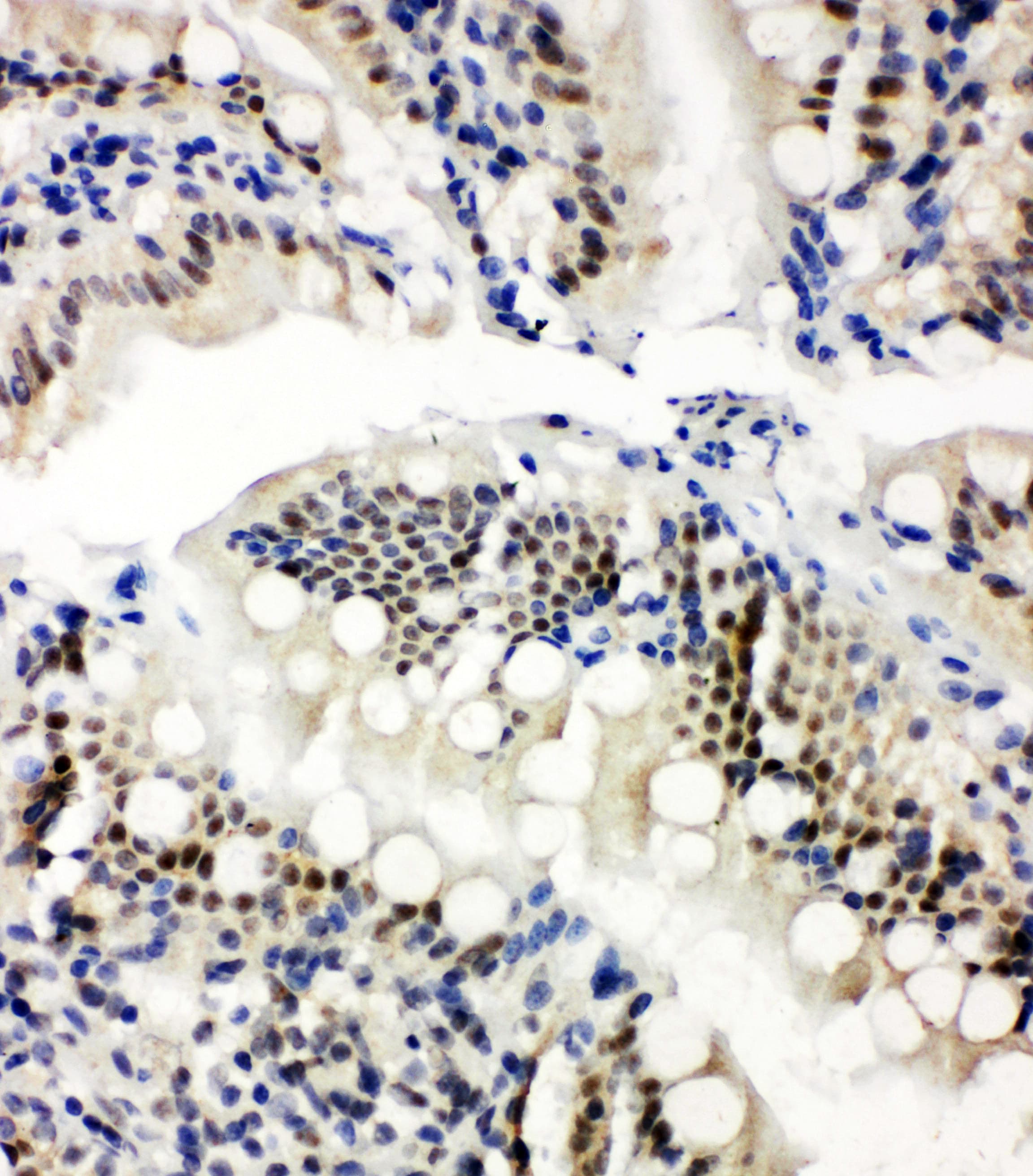 NRF1 / NRF-1 Antibody (aa272-288)